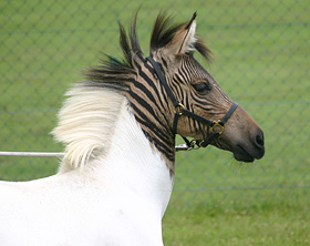 01_zebra_pferd.jpg