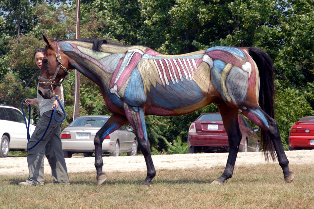 Blog_202006_2D08_2D28_20Horse.jpg