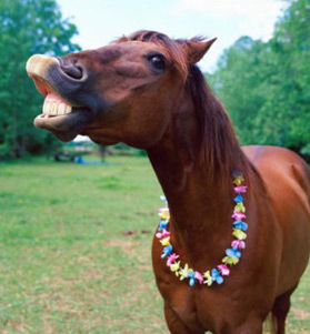 spring-horse-tailor-1.jpg